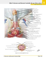 Frank H. Netter, MD - Atlas of Human Anatomy (6th ed ) 2014, page 402